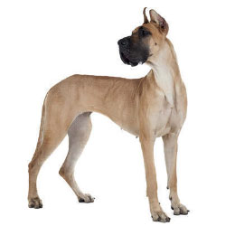 Large Breed Dog Food