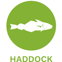 haddock dog food